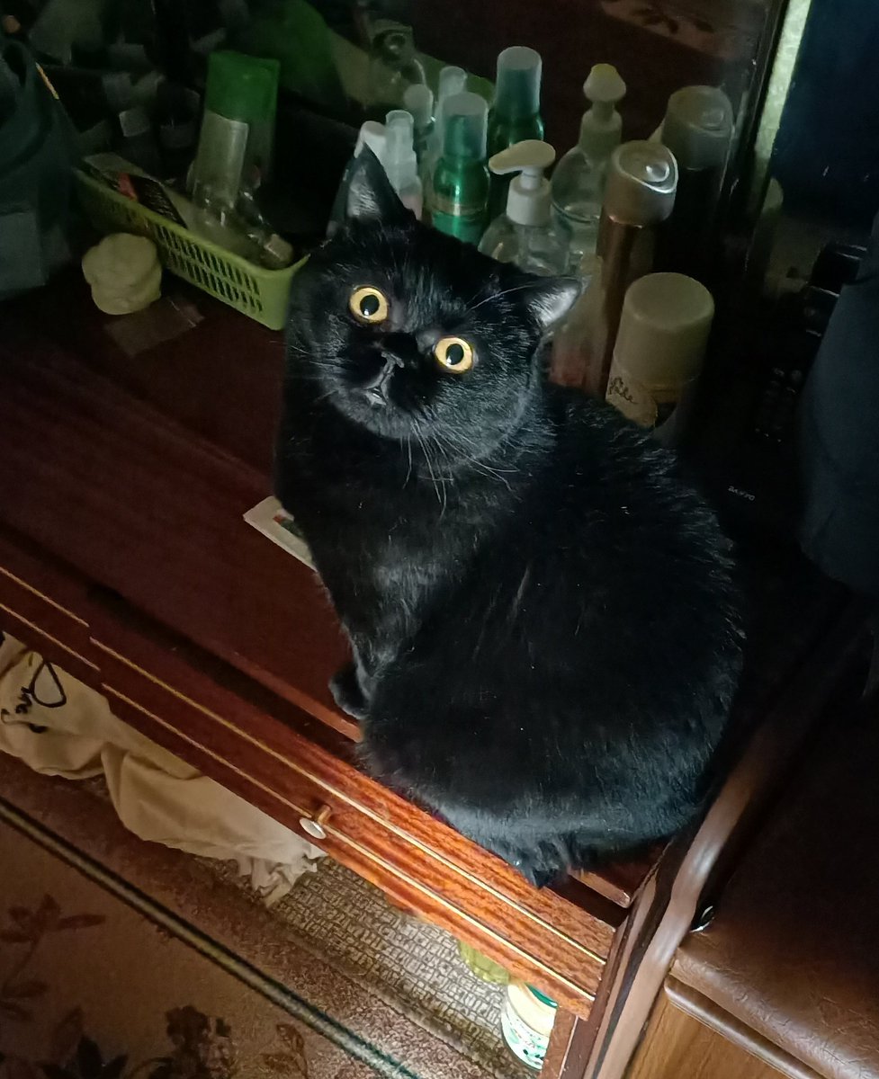 vilialiii's tweet photo. Мой кот передает вам привет https://t.co/pvz13s0lzF