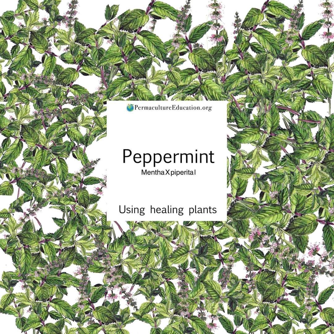 PermacultureEd1's tweet photo. Peppermint is fairly easy to go and has a myriad of benefits! 
Did you know this?

#healing #healingplants #medicinalplants #permaculture #herbs #permaculturegarden #regenerative #regeneration #regenerativeagriculture #holistic #sustainable #alternativemedicine https://t.co/notzS7aOiq