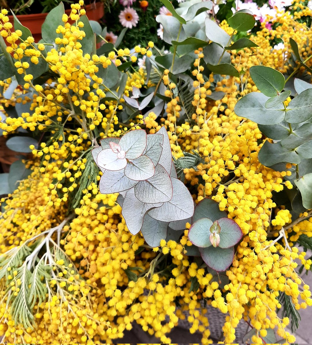 MonSorMar's tweet photo. Hi som cada dia
#8març
#DiadelaDona
#mimose https://t.co/BdWUlG0puX