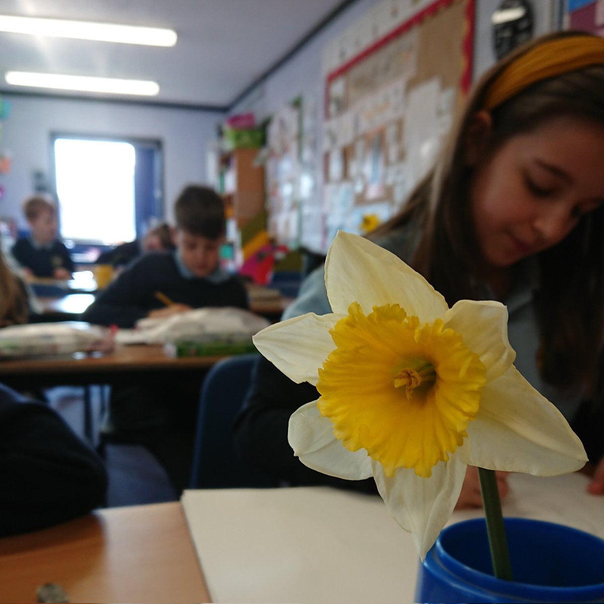 Foxes are starting to draw daffodils in preparation for some sculpture with clay later this week. 🦊