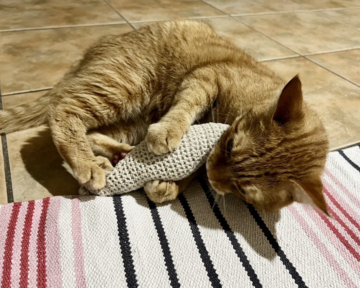ginger_bobbie's tweet photo. 久しぶりにこれで遊んだニャ😸

#自作 #蹴りぐるみ #猫 #猫がいる暮らし https://t.co/mSKiNhCGU4