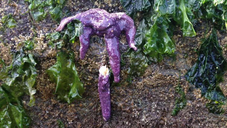 jr4science's tweet photo. Did you know that #seastarwastingdisease is a bacteria living on sea stars' skin causing them to decay into a puddle of goo? Talk about a sticky situation...⭐️🌊
Read more on how SSWD affects sea star populations here: https://t.co/26jnTSdTWx https://t.co/WRdSl4WCPc