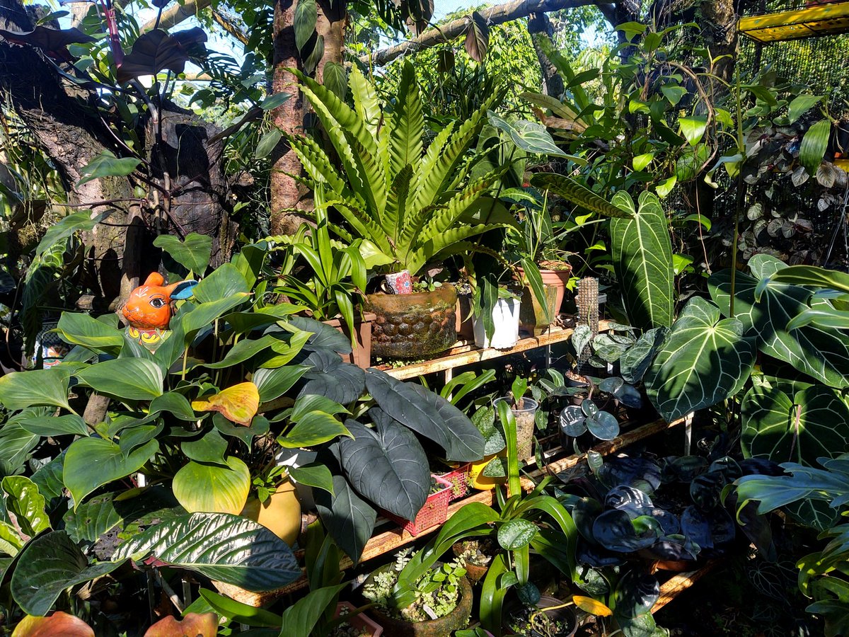 Caladium México - Beto tweet media