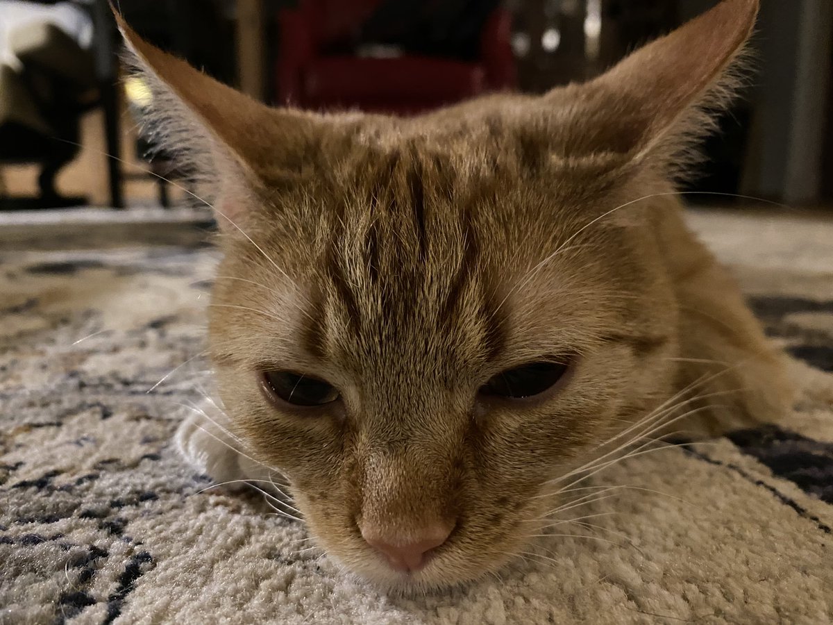 StormyTheCat9's tweet photo. The face I make when they take away my jingle ball. https://t.co/s8pCUFdxmQ