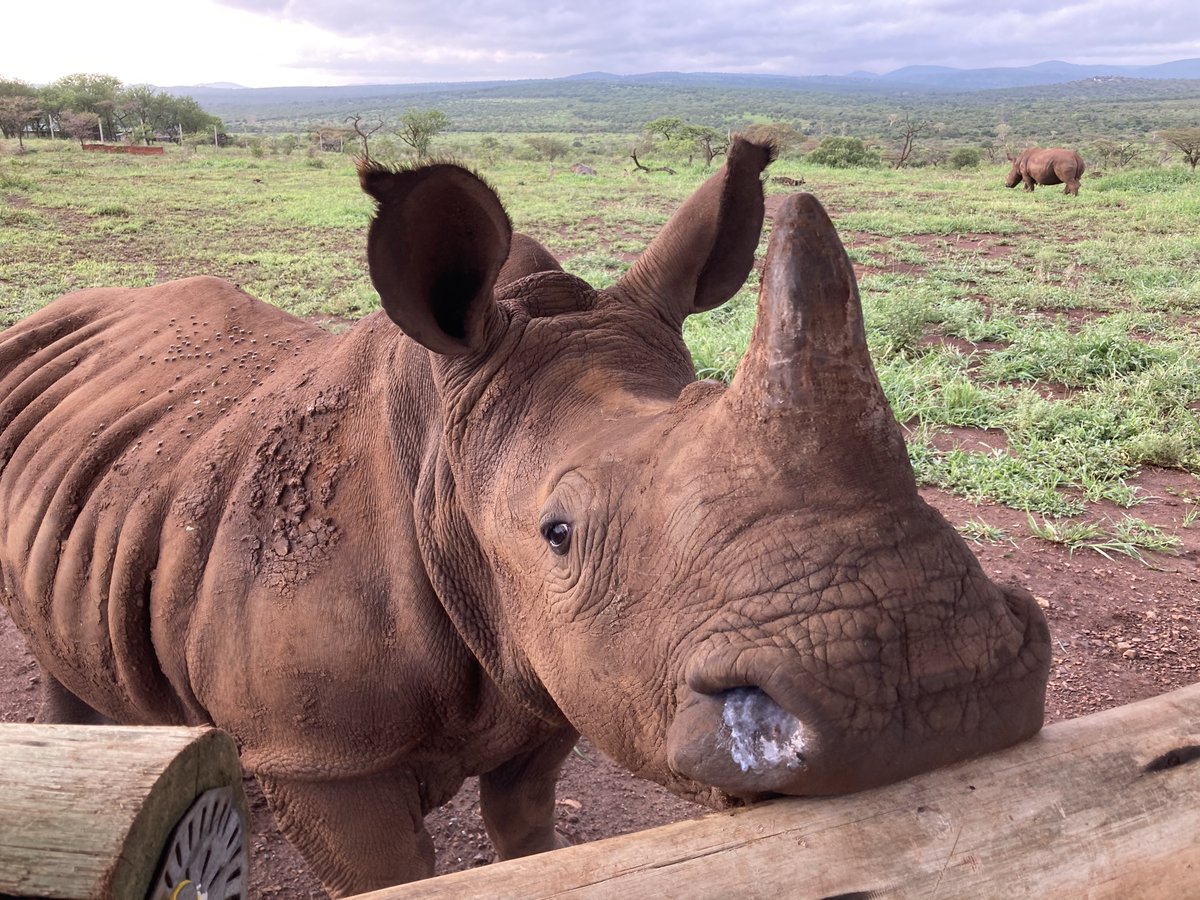 INTERNATIONAL WOMENS DAY:
On #InternationalWomensDay we’re saying a big thank you to all the incredible women working to protect and conserve our natural world; we’re very lucky to work with a phenomenal network of female conservationists  🙌 #WomenInConservation #Conservation