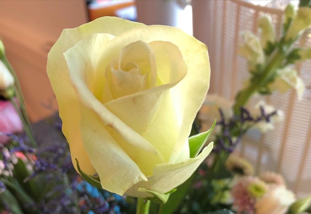 Opgeven komt in ons woordenboek niet voor … 
Heel fijn, met name voor cliënt en echtgenote, dat deze zaak, na procedure in meerdere instanties, waarvoor de samenwerking  met ketenpartner, tot afwikkeling is gekomen. Bloemen. 🙏 Genieten.
#flowers #afwikkeling #letselschade
