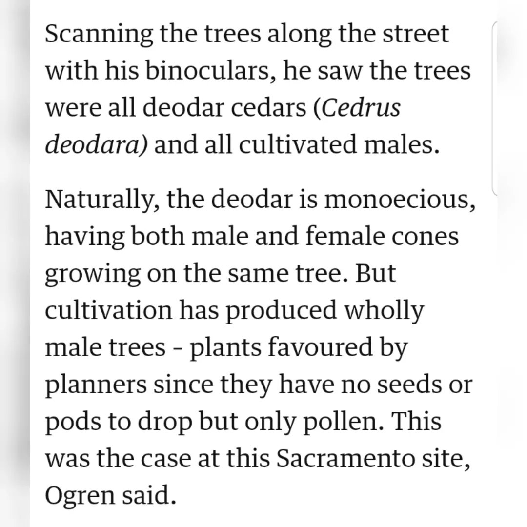 SolutionsVerte's tweet photo. #BreakTheBias ~Lessons from nature

🤔To avoid the mess of flowers and fruits, urban planners shun female plants in favor of male plants.

😤🤧Well, now pollen allergies are worsening, courtesy of the male trees happily producing pollen. https://t.co/ydYWac6tyD