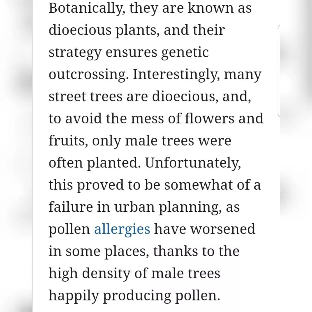 SolutionsVerte's tweet photo. #BreakTheBias ~Lessons from nature

🤔To avoid the mess of flowers and fruits, urban planners shun female plants in favor of male plants.

😤🤧Well, now pollen allergies are worsening, courtesy of the male trees happily producing pollen. https://t.co/ydYWac6tyD
