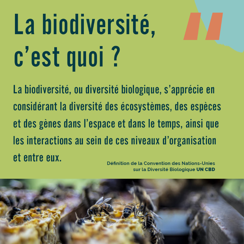 IFD_Paris's tweet photo. 🌱 La #biodiversité, c'est quoi ❓
🔍 Notions essentielles 
🔗 Liens entre #Économie et biodiversité 
À l'occasion de la sortie de notre rapport #Finance &amp; biodiversité qui sera présenté le 16 mars prochain, découvrez le premier extrait dédié aux enjeux clés 🌍⤵️