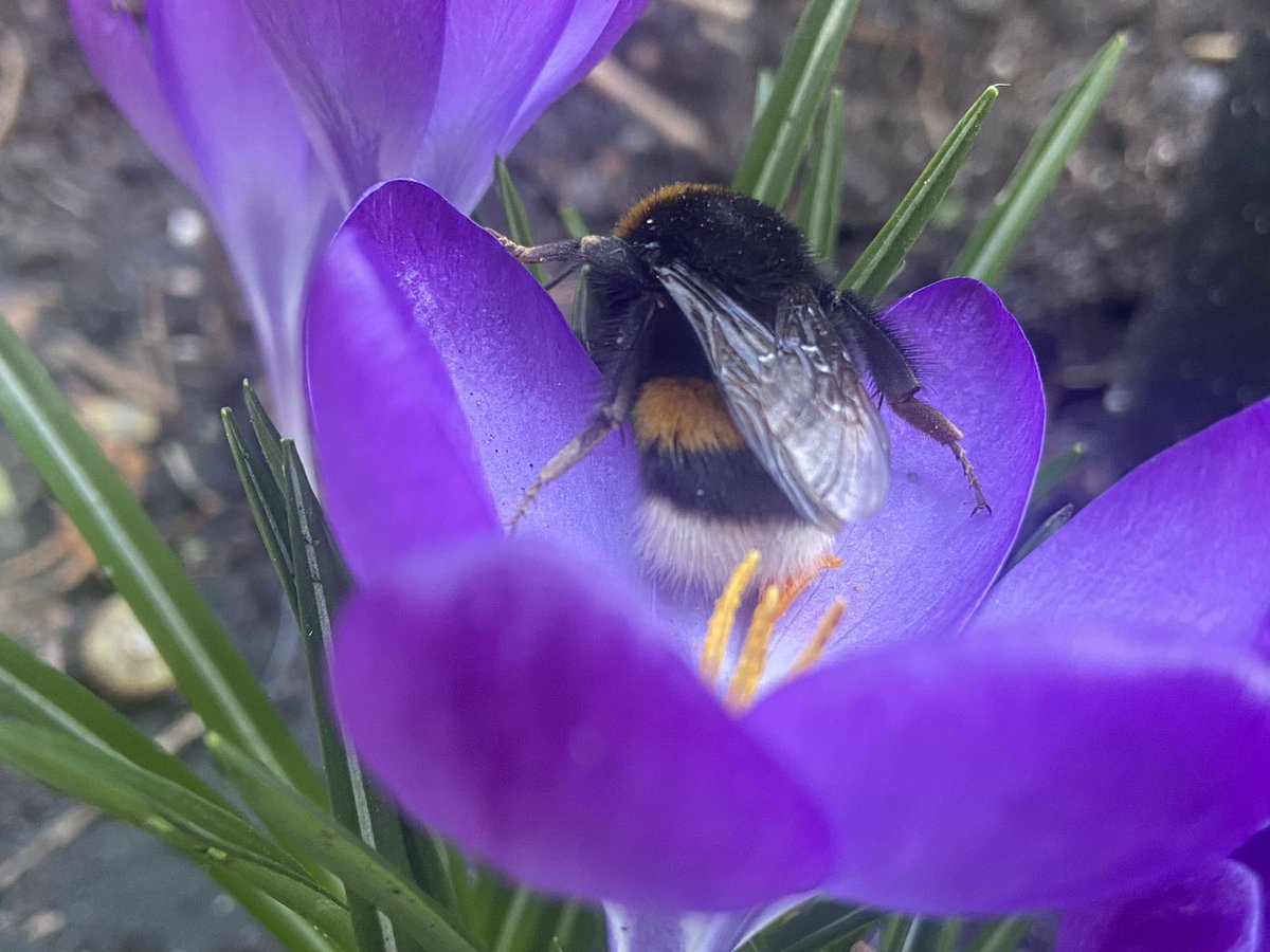 marjoleintjevp's tweet photo. Stappenplan voor als je een uitgeputte koningin op straat vindt:
Zeg: “Uwe majesteit, ik kom u redden met een kleine suikerhoudende versnapering.”
En zet haar na de thee vol in de bloemetjes. #bumblebutt https://t.co/tPUQP6u8rD