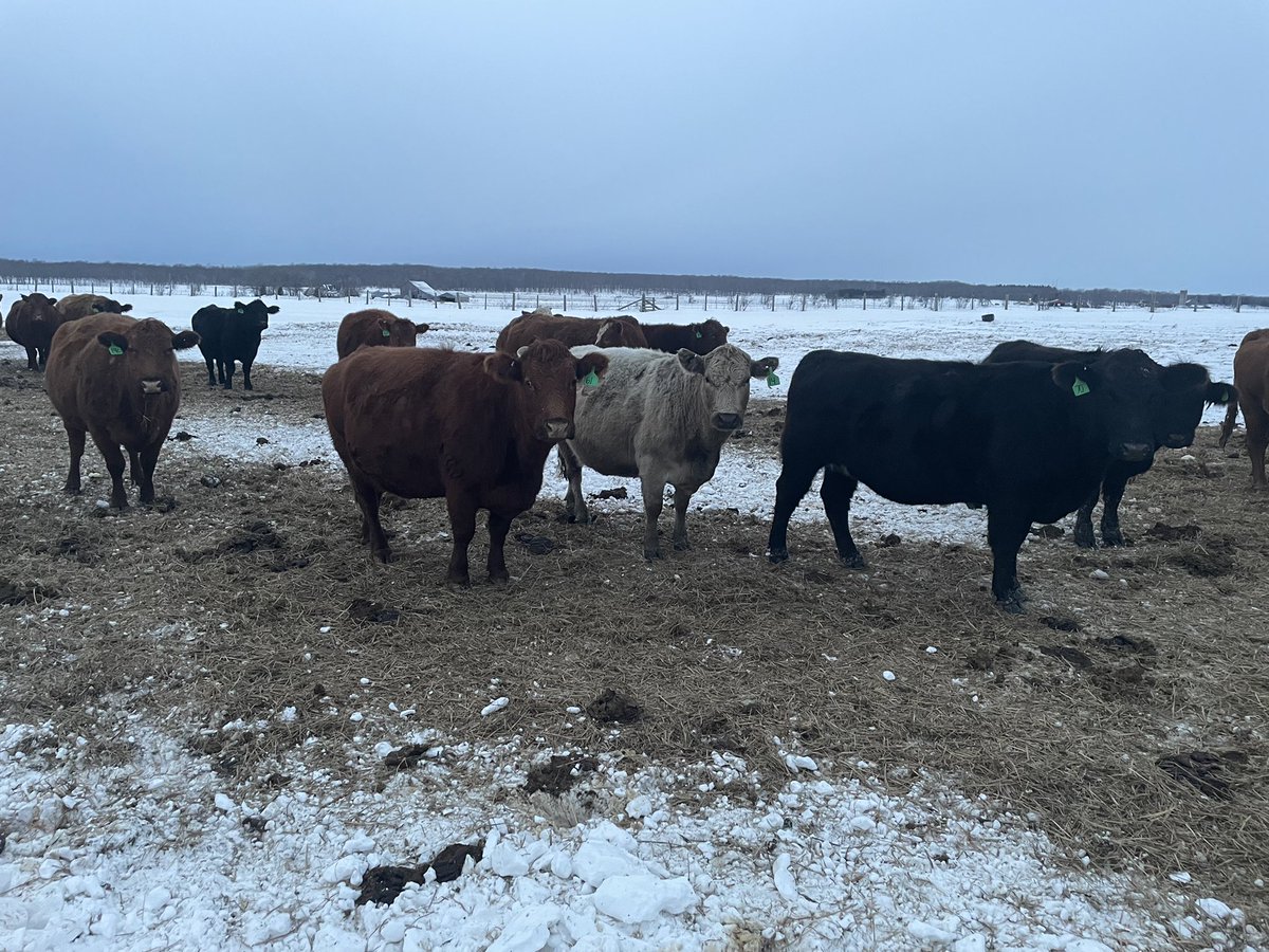 Dispersal cow sale for my Brother in Law March 25 at Maple hill Hanover.  Bred red or black sim for April/may calving.  Will be preg checked prior to the sale.  Vaccinated cow herd.  Approximately 65 bred cows and 10 open replacement heifers. DM me for more info.