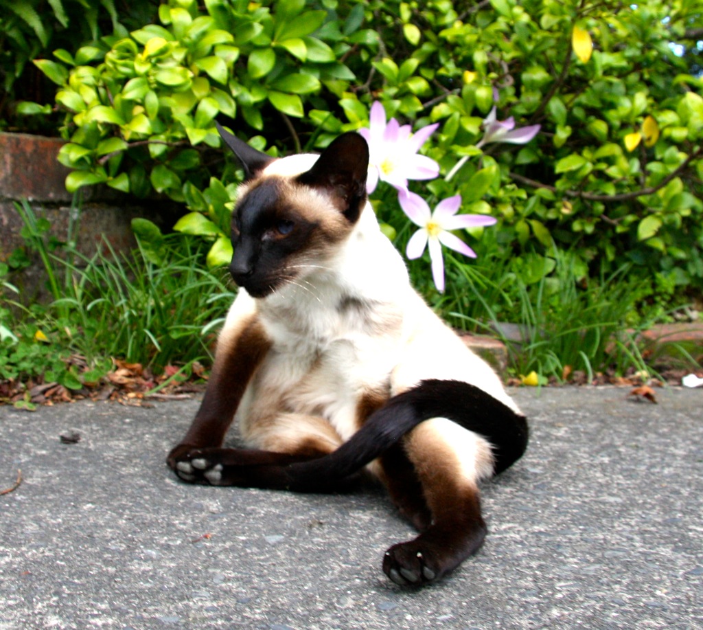 WigleyMinoux's tweet photo. #CatsOfTwitter #siamese #meezer #wigley https://t.co/5caETDLfyc