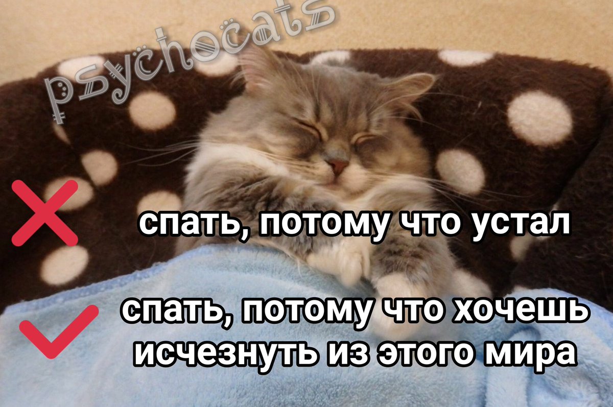 psycho__cats's tweet photo. https://t.co/9t1jexdG59