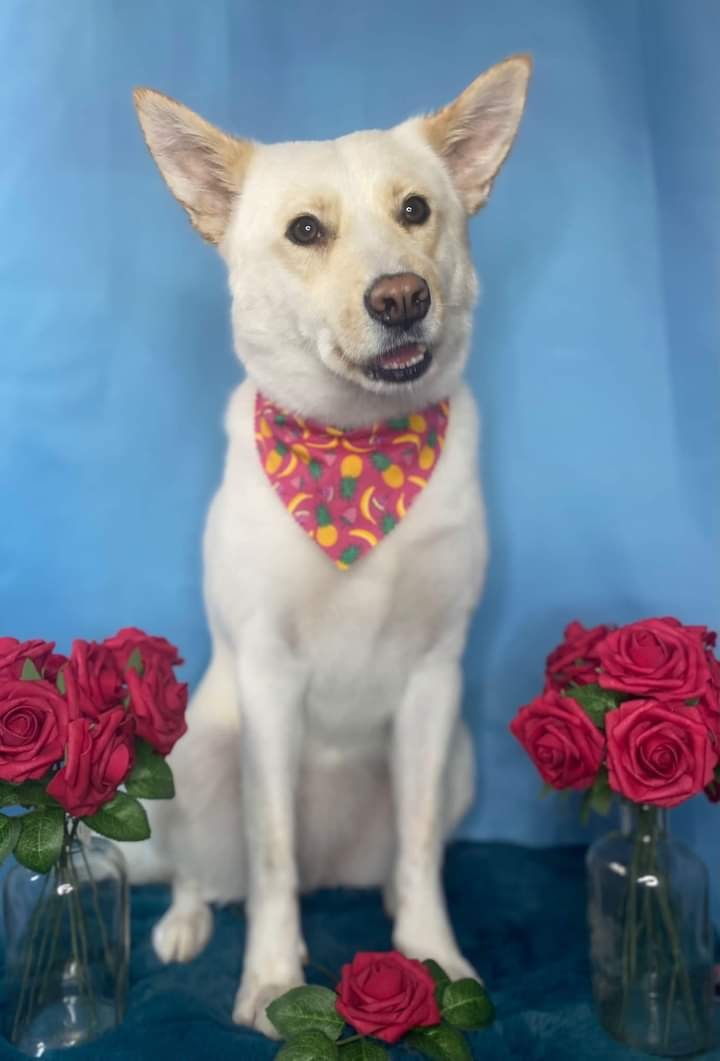 ShelterAmos's tweet photo. Happy Women's Day from Mimi 🌹

#amosshelter #AMOS #InternationalWomensDay #WomensDay #WomensDay2022 #DogsofTwittter #dogs #pets #rescuedog #doglove #dogphotography https://t.co/9hXZ5IIwLG