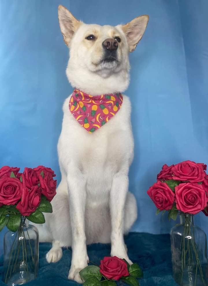 ShelterAmos's tweet photo. Happy Women's Day from Mimi 🌹

#amosshelter #AMOS #InternationalWomensDay #WomensDay #WomensDay2022 #DogsofTwittter #dogs #pets #rescuedog #doglove #dogphotography https://t.co/9hXZ5IIwLG