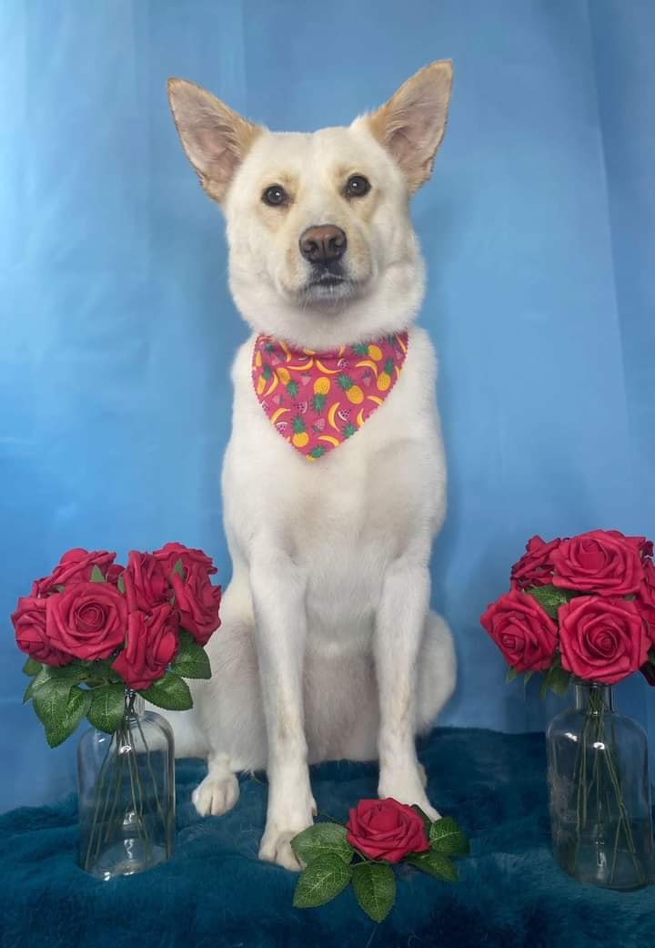 ShelterAmos's tweet photo. Happy Women's Day from Mimi 🌹

#amosshelter #AMOS #InternationalWomensDay #WomensDay #WomensDay2022 #DogsofTwittter #dogs #pets #rescuedog #doglove #dogphotography https://t.co/9hXZ5IIwLG
