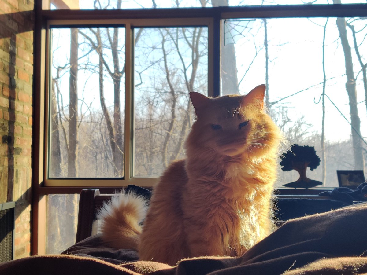 Tormund Sofasbane 🐱🦁🐱 tweet media