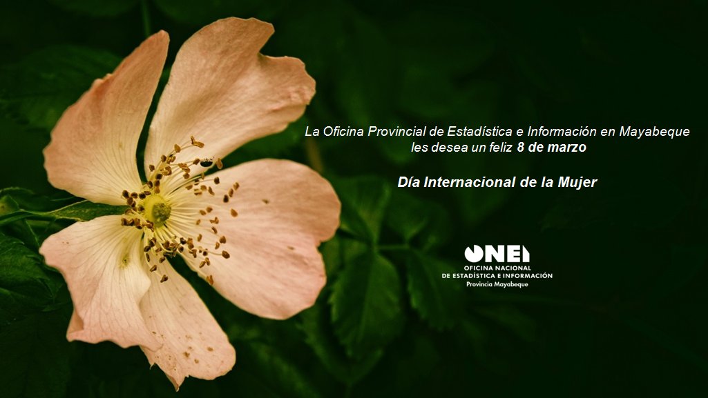MayabequeOnei's tweet photo. A ti mujer, madre, esposa, hermana, amiga, abuela, novia. A ustedes las mujeres, fuente indiscutible de la vida, apoyo, esperanza, y calidez para los hombres y las civilizaciones. A ustedes les deseamos en este día tan maravilloso #MuchasFelicidades. #oneimayabeque https://t.co/HDhKZl80Md