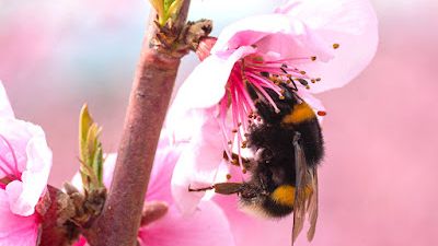 emorycollege's tweet photo. Streptomycin, an antibiotic used in orchard crops, makes it harder for bumblebees to forage.
More about the new lab study from Emory biology post-doc @laura_abeela and @BrosiLab: (now at @uwbiology): https://t.co/ucrVxlscoO https://t.co/p5h5WLQks8