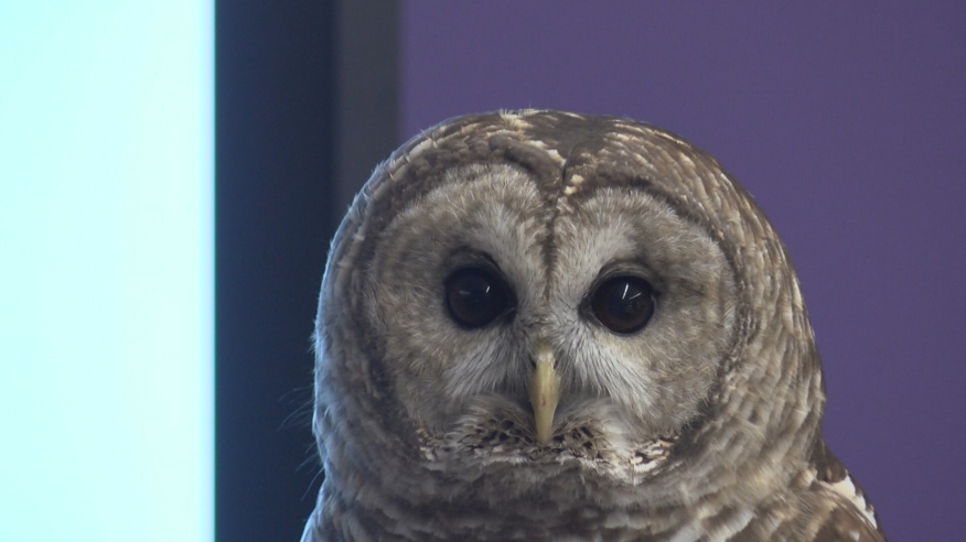 SiouxCityCSD's tweet photo. Check out whooo was visiting at the Sioux City Career Academy last week! The Dorothy Pecaut Nature Center brought Harlan the Bard Owl to visit students in an agriculture class.

Read the full story here: https://t.co/uO4EX5n9Dq https://t.co/yEjYGwyohg