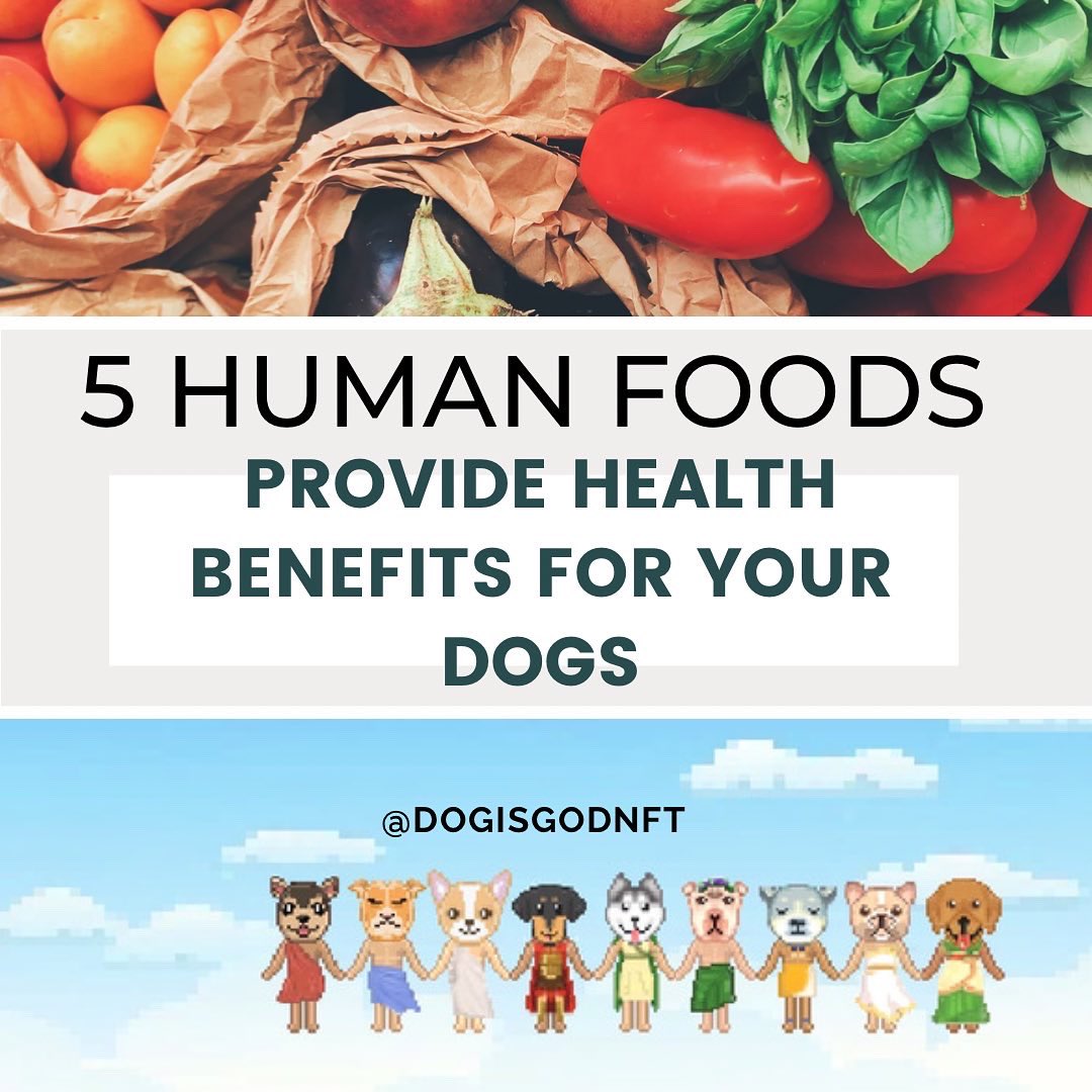 DogIsGodnft's tweet photo. 🐶🤔If you’ve been wondering what human food is beneficial for dogs, you don’t want to miss this tweet from our professional vet 👨‍⚕️

join us on discord to receive latest updates and tips ‼️ 

https://t.co/IVdGdjXBs5

#Discord #nftart #doglovers https://t.co/9MtSJ4pBwA