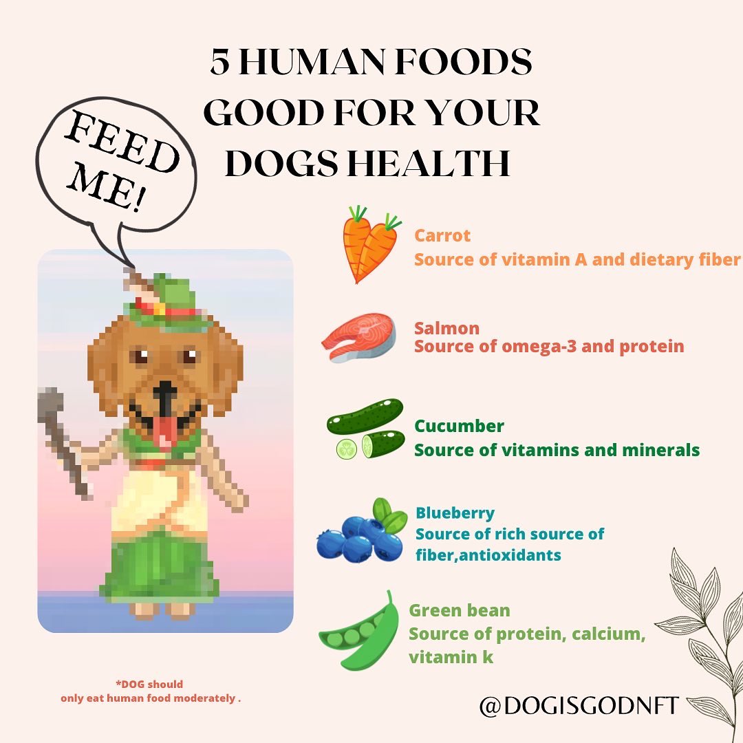 DogIsGodnft's tweet photo. 🐶🤔If you’ve been wondering what human food is beneficial for dogs, you don’t want to miss this tweet from our professional vet 👨‍⚕️

join us on discord to receive latest updates and tips ‼️ 

https://t.co/IVdGdjXBs5

#Discord #nftart #doglovers https://t.co/9MtSJ4pBwA