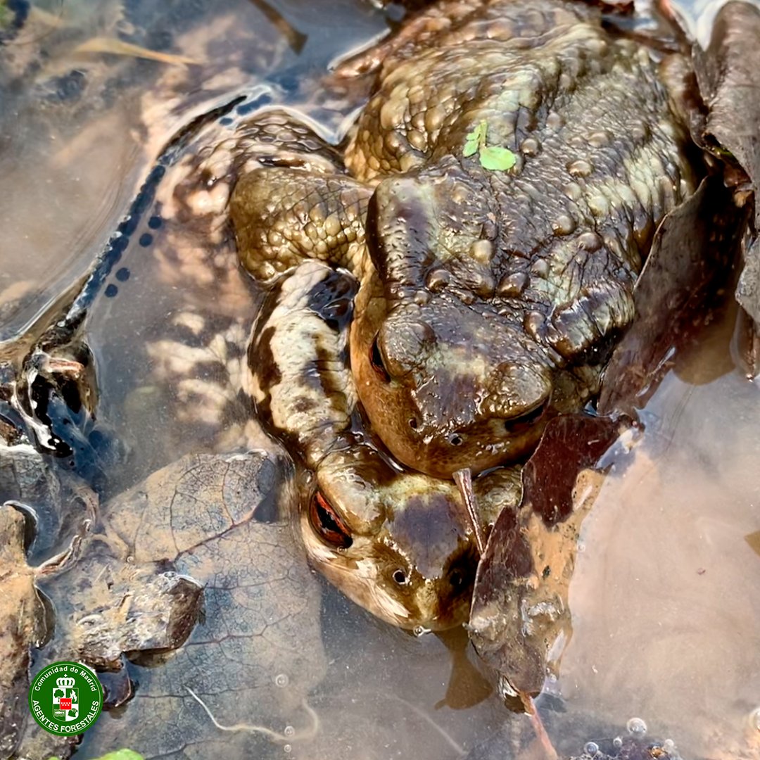 112cmadrid's tweet photo. 🐸 La primavera se acerca y altera la sangre de esta parejita fotografiada por los #AgentesForestalesCM en #Valdelaguna. 

Es el sapo común europeo (Bufo spinosus) 😍

#LoveIsInTheAir 
#FotoDelDia 
#PicOfTheDay 
#ASEM112 https://t.co/V8KUFzoyl9
