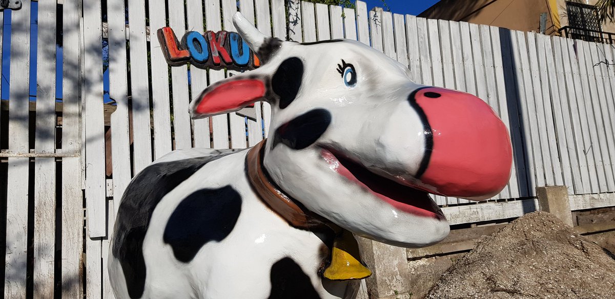 LokurasEstudio's tweet photo. La vaca Lola de lokuras https://t.co/Y44icpRWP9