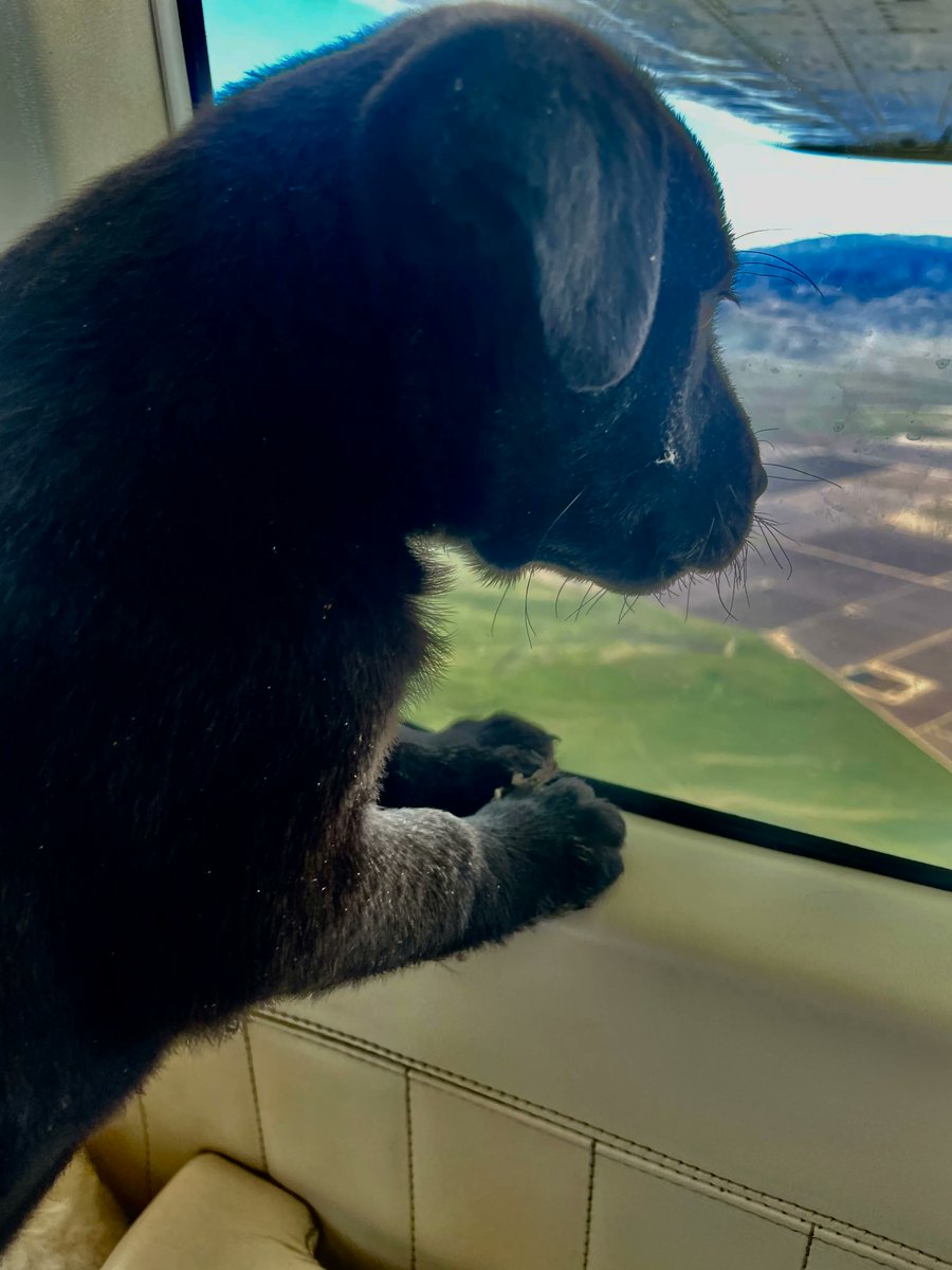 PilotsNPaws's tweet photo. The dog mom was found tied to a tree and had puppies. The rescuers quickly arranged her transportation with three pilots Jeff, Kenna, and Easton. Huge thanks to and all the volunteers that are carrying out PNP’s mission, we sincerely appreciate the work you’re doing. 🐾 https://t.co/sFSQzKj8Br