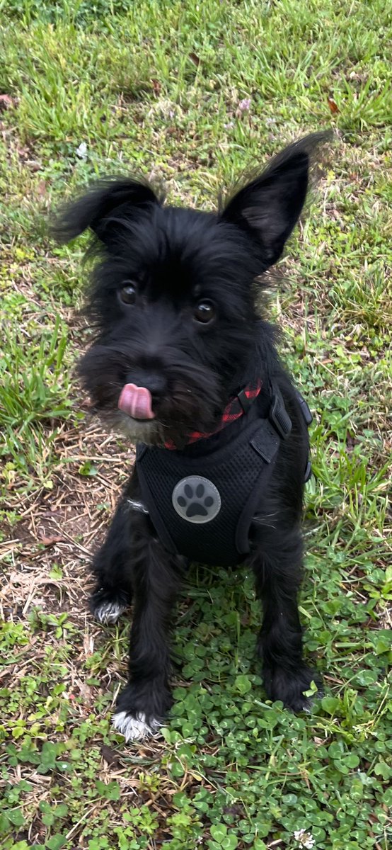 I’m six months old today Frens! I like bacon, kiwi, & all kinds of other fruits and veggies! I also like snatching paper from the printer before anyone can get it 😌 I still loooove cuddles, especially morning ones! #schnauzergang #doglife #dogsoftwitter #halfbirthday #puppylove