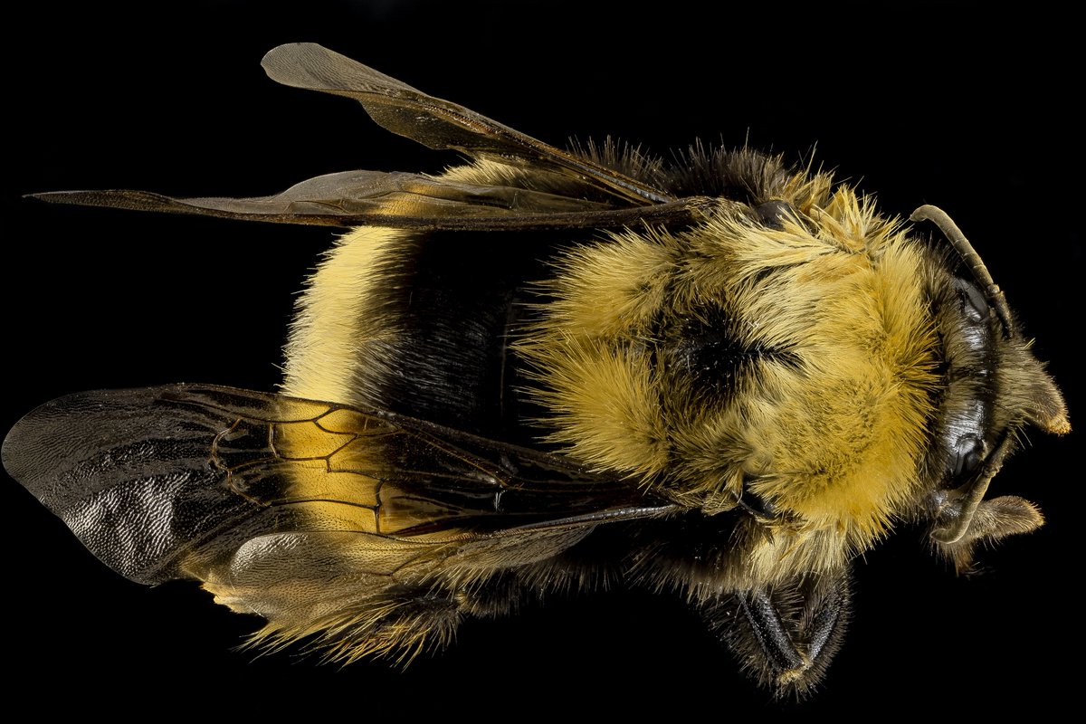 USGS_MT's tweet photo. The western #bumblebee pollinates food that wildlife relies on, but it may be in decline ๐ https://t.co/ViJFmcVhjS
Thanks to @USGS Native Bee Inventory and Monitoring Lab for taking the photos ๐ https://t.co/wwm7cFObLJ
#nativepollinator #USGS_NOROCK https://t.co/OFCTwKrr9H