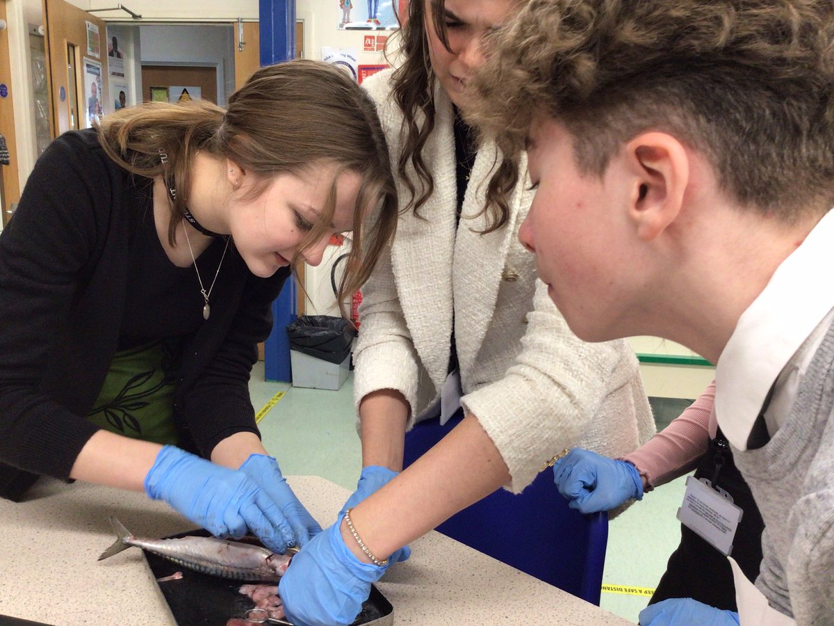 rba_science's tweet photo. Year 12 Biologists absolutely loved their dissection of a mackerel this morning! Mrs Sparks demonstrated on a trout, pointing out various organs before Year 12s got to work on theirs, specifically looking at the gill filaments. https://t.co/m8cxrRPGRv