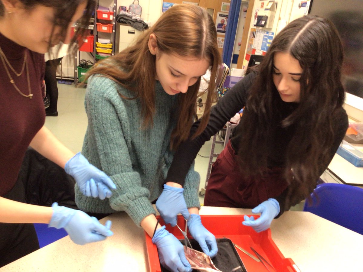 Year 12 Biologists absolutely loved their dissection of a mackerel this morning! Mrs Sparks demonstrated on a trout, pointing out various organs before Year 12s got to work on theirs, specifically looking at the gill filaments.