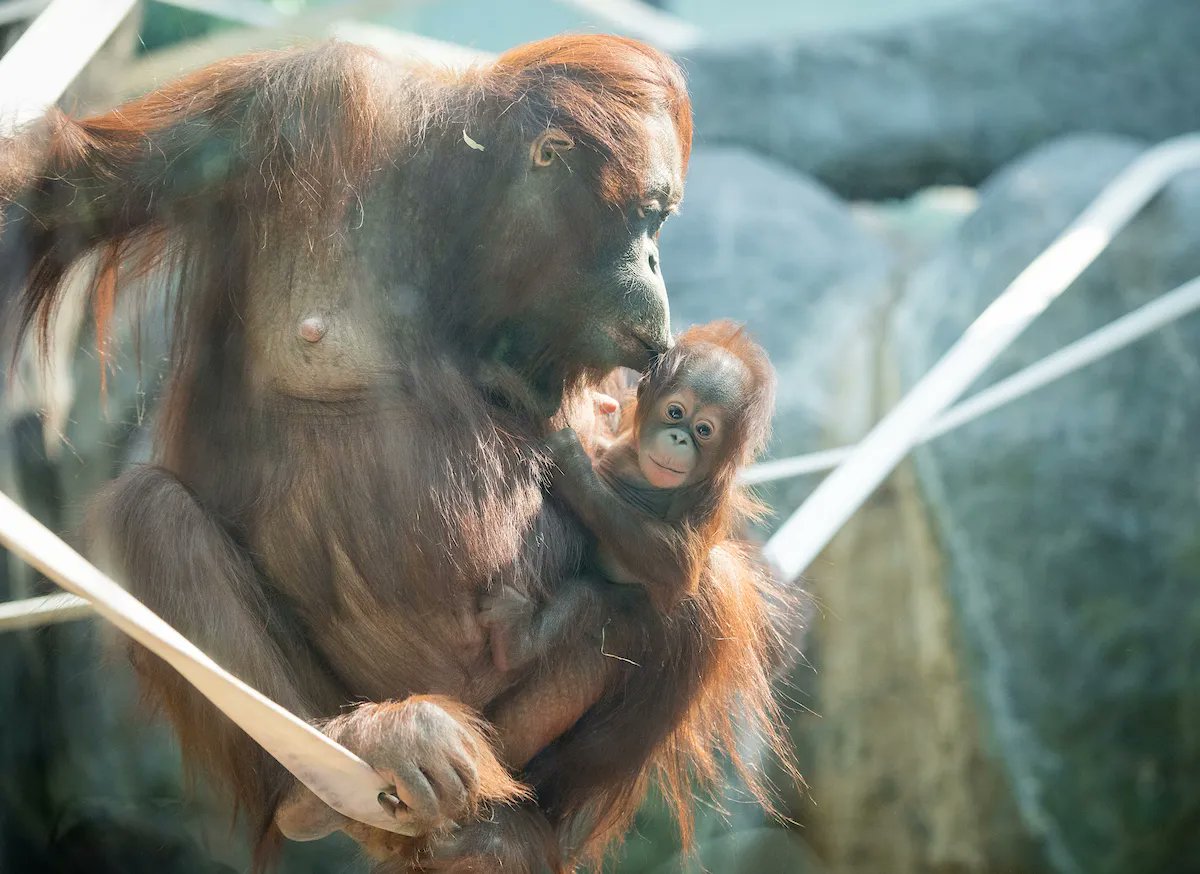 clemetzoo's tweet image. Tag a fearless female. 💪 #InternationalWomensDay