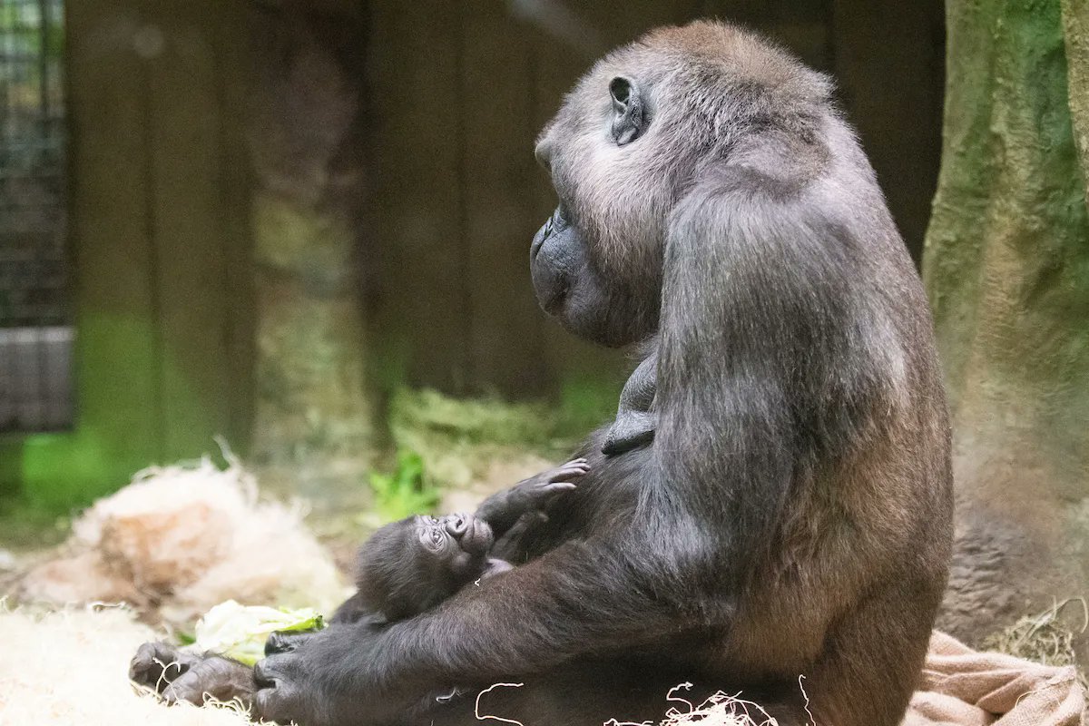 clemetzoo's tweet image. Tag a fearless female. 💪 #InternationalWomensDay