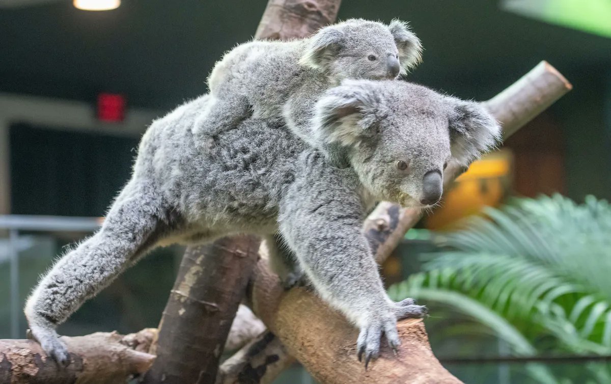 clemetzoo's tweet image. Tag a fearless female. 💪 #InternationalWomensDay