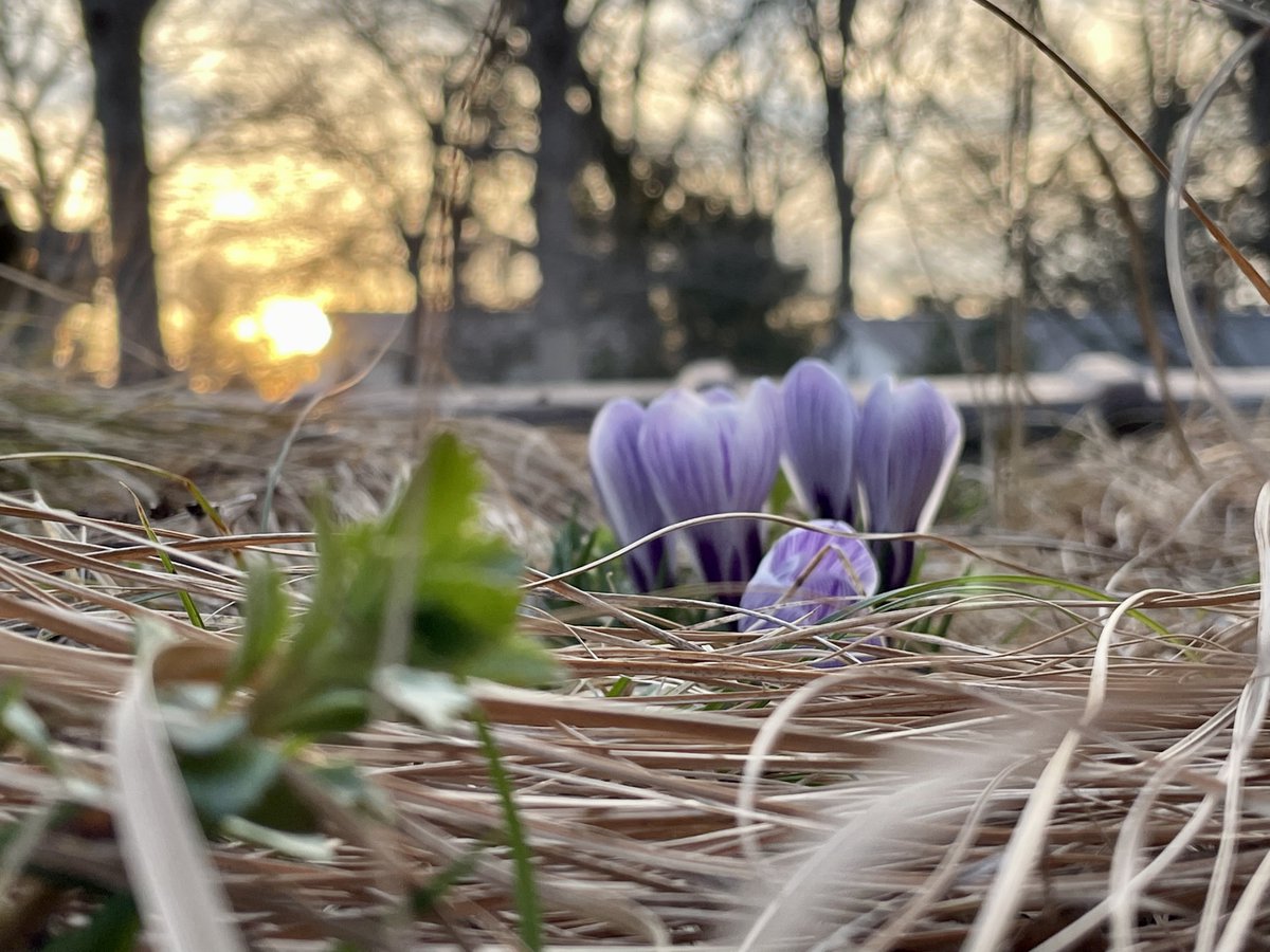LivingRoofsInc's tweet photo. Almost Spring! Look at these cute crocuses making their way towards the light from a #greenroof nest of winter foliage.
We are looking forward to the spring flush on roofs across the SE.
#NatureBasedSolutions #landscapeonstructure #elevatedlandscape #landscapeforward #teamlri https://t.co/eS1YUt4ukW