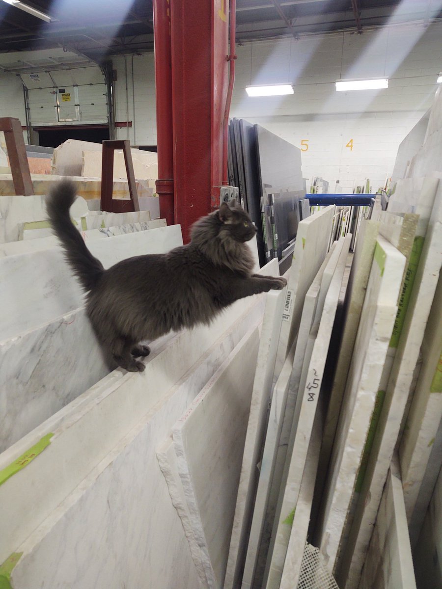 CatWorkers's tweet photo. (Rocky update!)
"Rocky was doing quality control checks on the new shipment of marble slabs." https://t.co/wE7LabqCSi