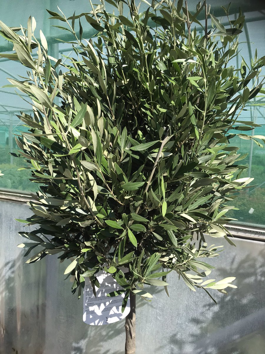 Get yourself a banging new planting scheme this spring! Chat to me via social media.. I’d like to hear your plans, ideas and of course favourite PLANT! 🌴🚛🤸‍♀️#brightonupyourgarden #brighton #gardendesign #gardendesigner #gardenplans #gardendesignsussex