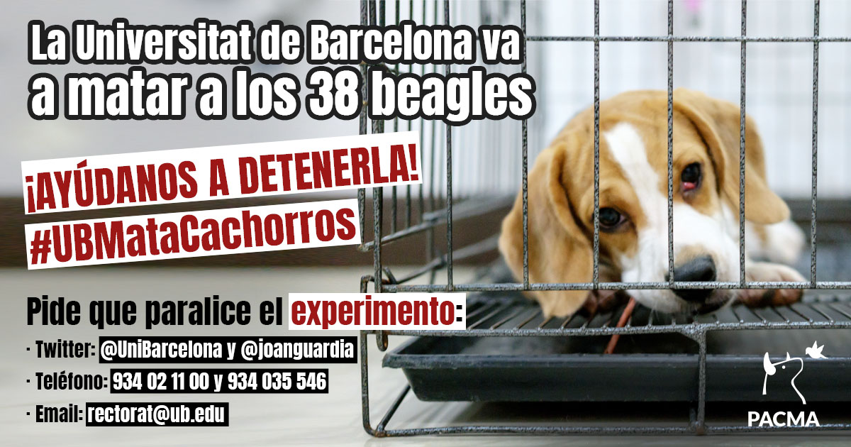 ¡La <a href="/UniBarcelona/">Universitat de Barcelona</a> ejecutará a los 38 cachorros de beagle con los que experimenta en Vivotecnia!

Paralice YA el experimento, <a href="/joanguardia/">Joan Guàrdia Olmos</a>. Está a tiempo de hacer lo correcto y lo único ético. #UBMataCachorros

Ayúdanos a presionar 👇