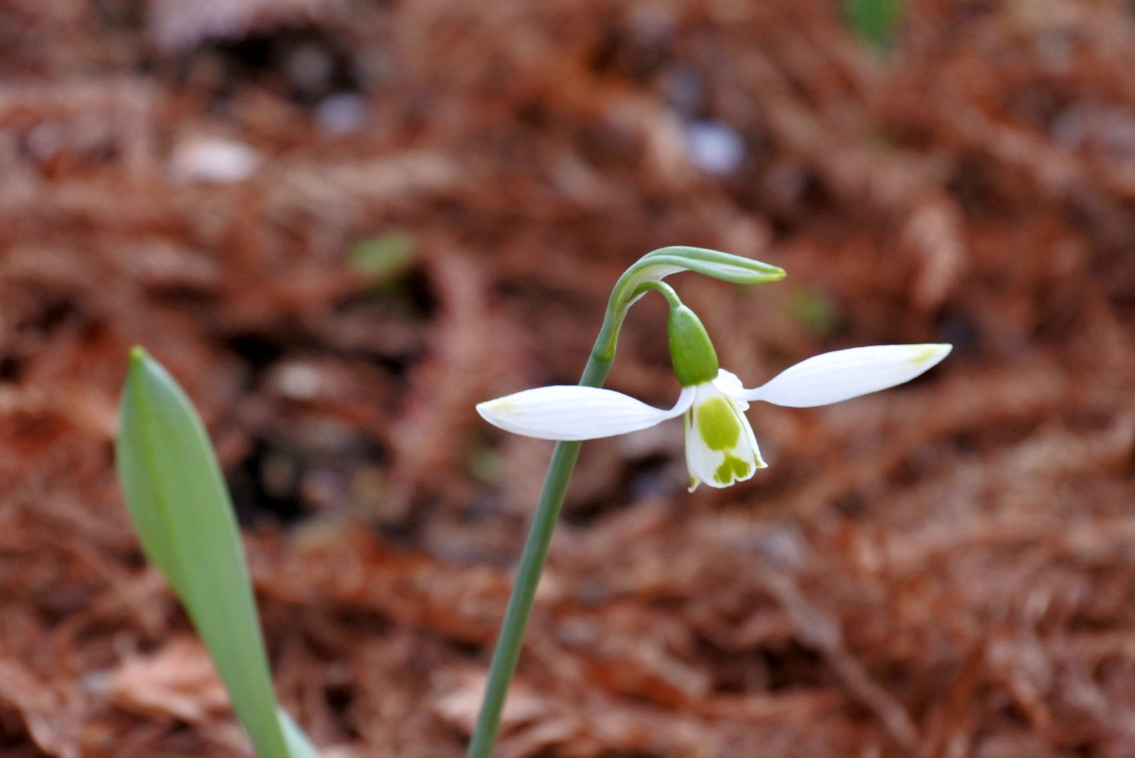 Beni Hoppe スノードロップ 花言葉 希望 おやすみなさい 優しい 夢を ｽﾉｰﾄﾞﾛｯﾌﾟ 宇治市植物公園 T Co Td2cvvlfmr Twitter