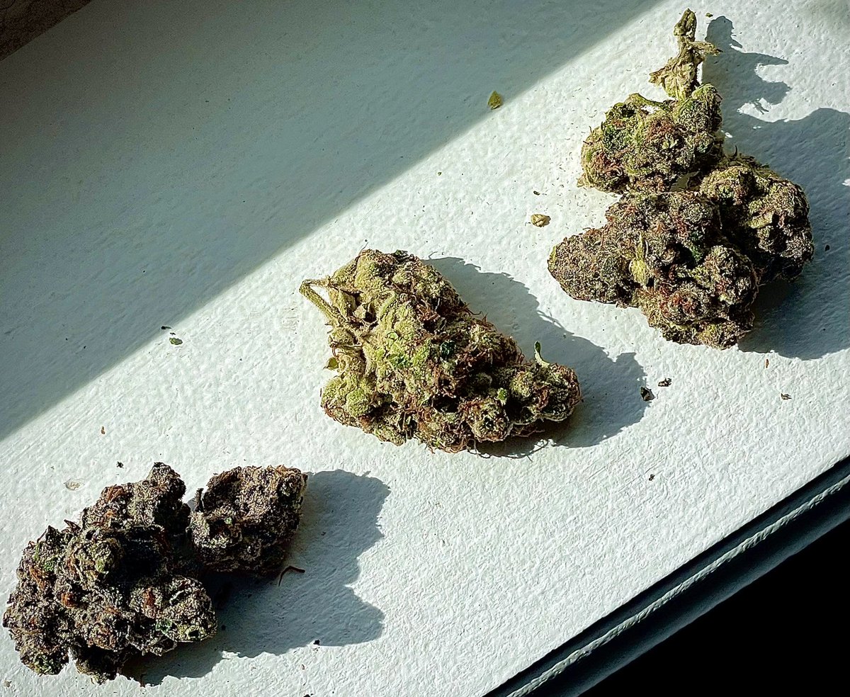 ambassador_chad's tweet photo. Been spending some time comparing #buds
Colorado truly grows fire… that’s one of my first findings. 
#303 #cannabisjudging #cannabiscommunity #ambassadorchad #BttS #PotTalk #Mmemberville #IAmCannabis #oiud https://t.co/zLPvdCbpJj