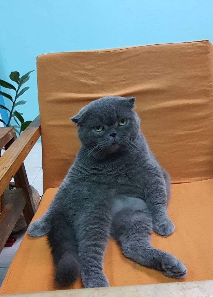 MineBudDy92's tweet photo. After he comeback. This how he show his face 😾 #PUIPUICAT https://t.co/PXZUfzPsgp