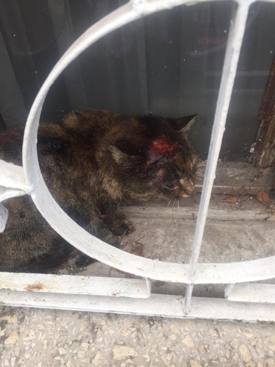❗🚨🚨 ÇOK ACİLLL! LÜTFEN HEMEN YARDIM EDELİM 🚨Bir aracın motoruna girmiş, sonra güç bela çıkartılmış, dışarı atılmış! Yağmurda ıslak halde bulup çok acil veterinere getirdik. Durumu çok kötü. Ön ayak kesilecek, kafa tası beyne kadar yarık❗ ÇOK ACİL desteğe ihtiyacımız var+++