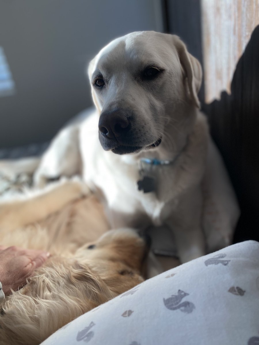 ShannonLWarner's tweet photo. They just know when you need them the most!!💪💪❤️❤️🐾🐾
#thetruthwillalwaysprevail https://t.co/yNnsPyc3ns