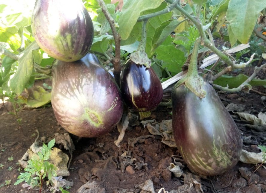 PolkadotLibrary tweet media