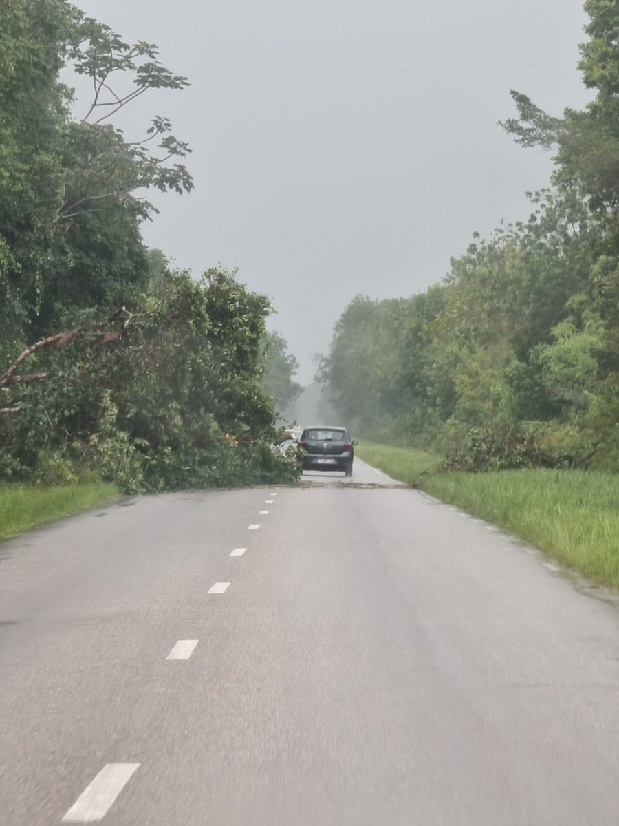 Baobab26's tweet photo. #Guyane ne jamais oublier que les fortes pluies provoquent des chutes d'arbres (quelques fois sur les chaussées aussi)
#FaitesGaffe https://t.co/voRuOx7y52