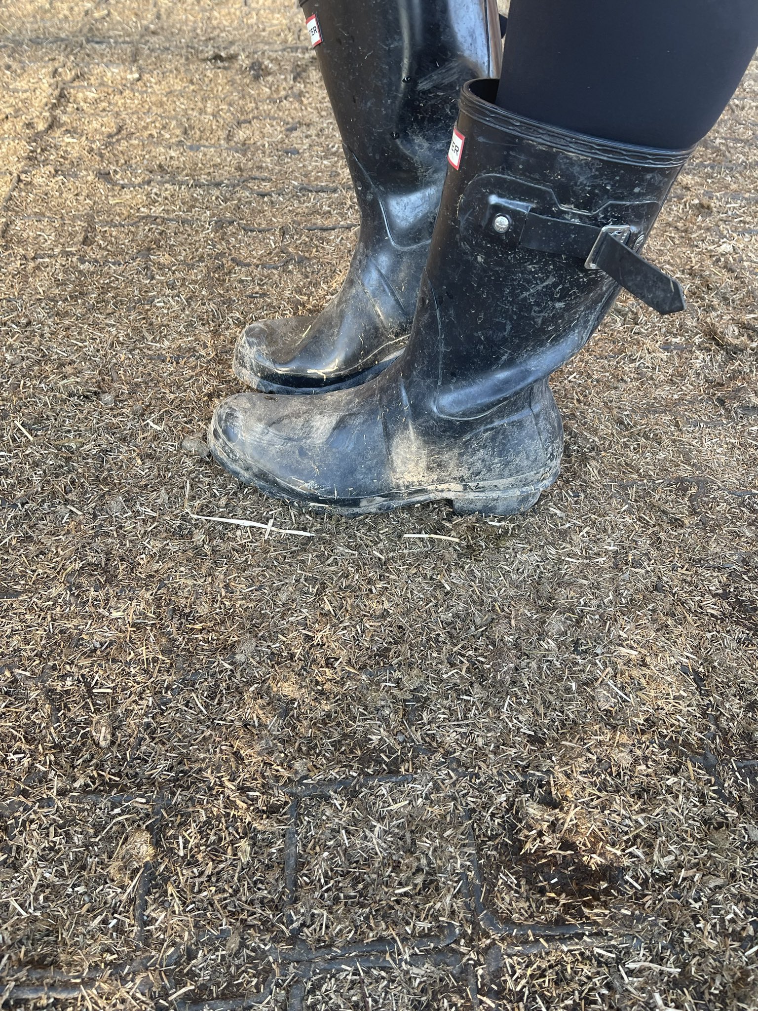 Reitherrin Lina 👑 6k + on Twitter: "Nächsten Monat gehts zur Equitana