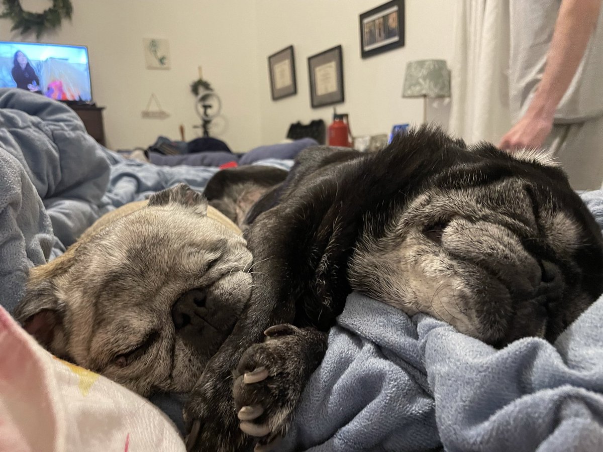 yourlocaljeww's tweet image. it’s definitely a no bones day in this house