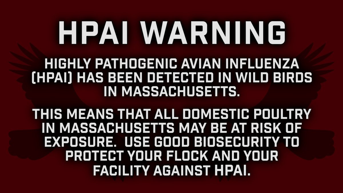 Posting from the town of Conway regarding #HPAI in #Massachusetts: townofconway.com/wp-content/upl…